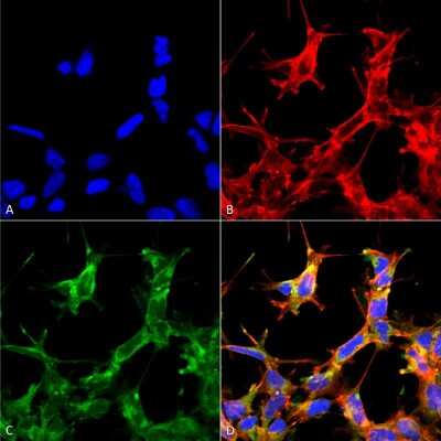 Immunocytochemistry/ Immunofluorescence: HSP70/HSPA1A [ac Lys77] Antibody [NBP2-61122]
